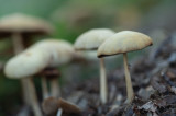 D4S_4059F bleke franjehoed (Psathyrella candolleana).jpg