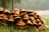 D4S_4137F prachtvlamhoed (Gymnopilus junonius, Laughing Gym)??.jpg