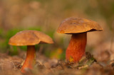 D4S_4388F gewone heksenboleet (Boletus erythropus, Dotted stem bolete).jpg