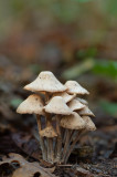 D4S_4688F bundelcollybia (Gymnopus confluens).jpg