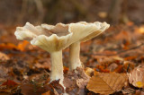 D4S_5160F nevelzwam  (Clitocybe nebularis, Clouded agaric).jpg