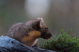 D4S_7860F boommarter (Martes martes, Pine marten).jpg