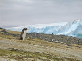 IMG_0350F ezelspinguin (Pygoscelis papua, Gentoo Penguin).jpg