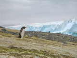 IMG_0350F ezelspinguin (Pygoscelis papua, Gentoo Penguin).jpg