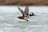 D4S_8813F kokardezaagbek (Lophodytes cucullatus, Hooded merganser).jpg