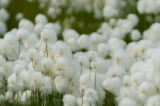 D4S_8208F wollegras (Eriophorum callitrix, Arctic Cottongrass, Ukaliusaq).jpg