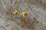 D4S_8276F paardenbloem (Taraxacum officinale, Common dandelion, Inneruulaq).jpg