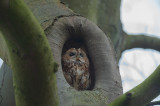 Vogelenzang