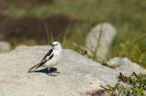 D4S_8490F sneeuwgors (Plectrophenax nivalis, Snow bunting, Qupaloraasuk).jpg