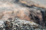 D4S_9278F Groenlandse tapuit ( Oenanthe oenanthe leucorhoa, Greenland Wheatear).jpg