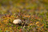 D4S_9282F Arctische boleet (Leccinum rotundifoliae, Arctic Bolethe, Pupinnguaq mamartoq).jpg