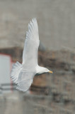 D4S_8559F grote burgemeester (Larus hyperboreus, Glaucous gull).jpg