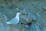 D4S_8516F grote burgemeester (Larus hyperboreus, Glaucous gull).jpg