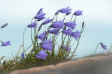 D4S_8922F grasklokje (Campanula rotundifolia, Common Harebell, Tikiusaaq).jpg