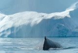 D4S_9520F bultrugwalvis (Megaptera novaeangliae, Humpback whale).jpg