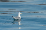 D4S_0047F drieteenmeeuw (Rissa tridactyla, Black-legged kittiwake).jpg