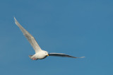 D4S_0190F kleine burgemeester (Larus glaucoides glaucoides, Iceland gull, Naajaannaq).jpg
