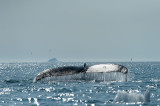 D4S_0508F bultrugwalvis (Megaptera novaeangliae, Humpback whale).jpg