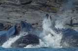D4S_1113F bultrugwalvis (Megaptera novaeangliae, Humpback whale).jpg