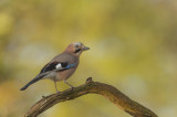 D4S_0211F vlaamse gaai (Garrulus glandarius, Eurasian Jay).jpg