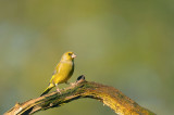 D4S_0251F groenling (Chloris chloris, European Greenfinch).jpg