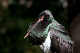 700_1167F zwarte ooievaar (Ciconia nigra, Black Stork).jpg