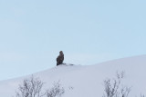 500_0480F zeearend (Haliaeetus albicilla, White-tailed sea eagle).jpg