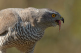 D4S_2501F havik (Accipiter gentilis, Northern goshawk).jpg