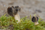 D4S_2849F nonnenkapkluifzwam (Helvella spadicea).jpg