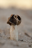 D4S_2917F nonnenkapkluifzwam (Helvella spadicea).jpg