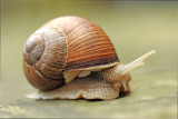 700_7105F wijngaardslak (Helix pomatia, Burgundy Snail).jpg