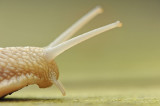 700_7297F wijngaardslak (Helix pomatia, Burgundy Snail).jpg