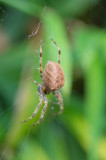 Spinnen/Spiders