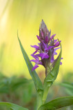 D4S_4061F brede orchis (Dactylorhiza majalis).jpg