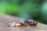 D40_8926F veenmol (Gryllotalpa gryllotalpa, European mole cricket).jpg