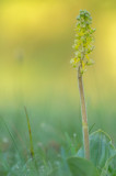 D4S_4660F grote keverorchis (Neottia ovata, Common twayblade).jpg