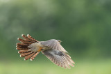 D4S_4517F koekoek (Cuculus canorus, Common Cuckoo).jpg