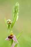 DSC0449F bijenorchis (Ophrys apifera, Bee orchid).jpg