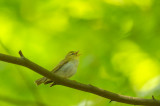 D4S_6762F fluiter (Phylloscopus sibilatrix, Wood Warbler).jpg