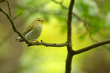 D4S_6013F fluiter (Phylloscopus sibilatrix, Wood Warbler).jpg