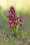D4S_7857F steenrode orchis (Dactylorhiza incarnata subsp. coccinea).jpg