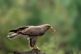 ND5_3472F buizerd (Buteo buteo, Buzzard).jpg