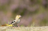 D40_8195F appelvink (Coccothraustes coccothraustes, Hawfinch).jpg