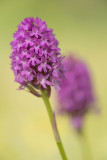 ND5_5561F hondskruid (Anacamptis pyramidalis, Pyramidal orchid).jpg