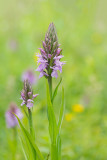ND5_1918F gewone rietorchis (Dactylorhiza praetermissa subsp. praetermissa, Southern marsh orchid or Leopard marsh orchid).jpg