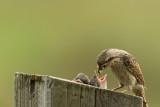 ND5_5234F draaihals (Jynx torquilla, Eurasian Wryneck).jpg
