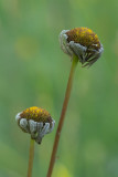 aND5_6431F gewone margriet (Leucanthemum vulgare, Oxeye daisy).jpg