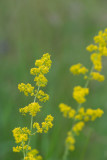 ND5_6953F geel of echt walstro (Galium verum, Ladys bedstraw or Yellow bedstraw).jpg