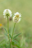 ND5_7126F bergklaver (Trifolium montanum, Mountain clover).jpg