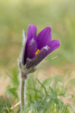 ND5_7162F wildemanskruid (Pulsatilla vulgaris, Pasqueflower).jpg